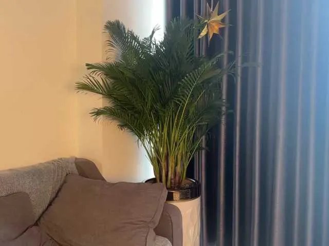 FlyingDutchmana on BongaCams