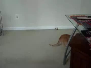 heretopleaseyou446029 from Chaturbate is Freechat